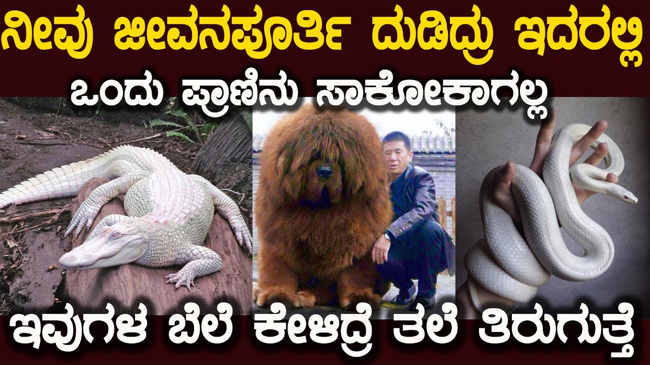 ಜಗತ್ತಿನ ಅತ್ಯಂತ ದುಬಾರಿ ಬೆಲೆಯ ಸಾಕು ಪ್ರಾಣಿಗಳು  ಇವುಗಳ ಬೆಲೆ ಕೇಳಿದ್ರೆ ದಂಗಾಗ್ತೀರಾ Very Expensive Animals