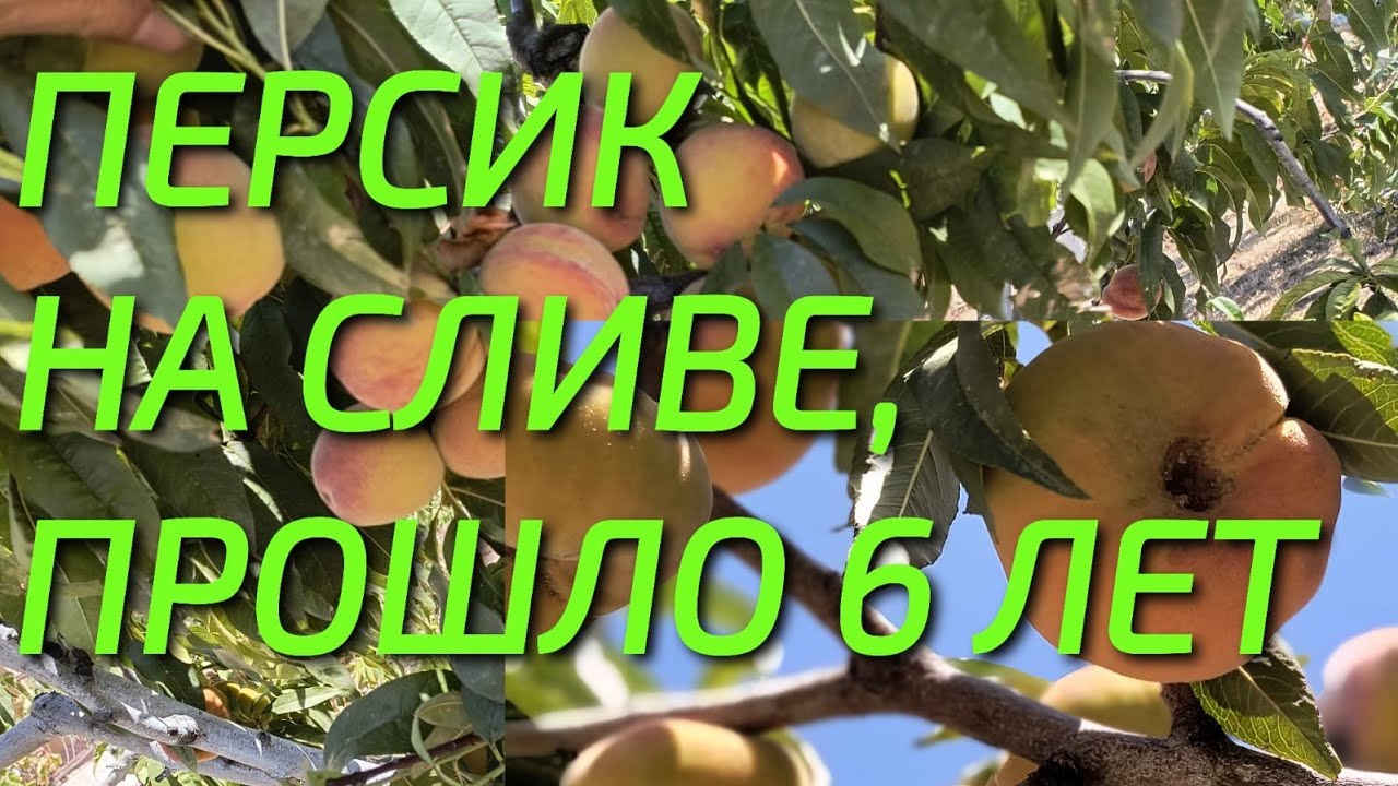 Персик на сливе, прививке 6 лет, что стало с деревом, урожай в августе.