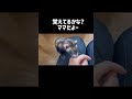 【フェレット】1ヶ月ぶりに再会したらまさかの反応すぎた。