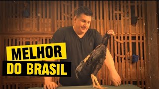 Raça De Galos Mais Caras Do Brasil
