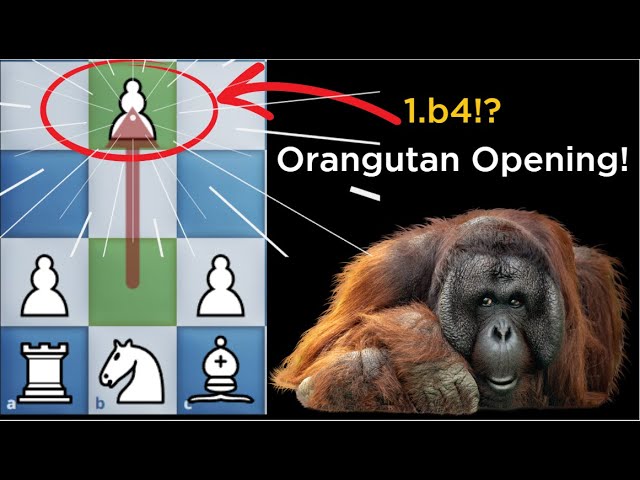 Orangutan Chess Academy