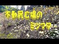 ミツマタを求めて広沢寺から不動尻へ