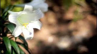 ☆ Tu t'en vas - Alain Barrière, Noelle Cordier - with lyrics [HD]