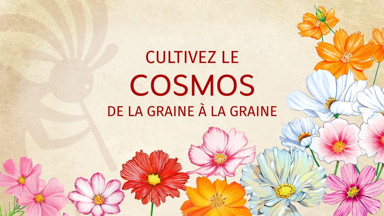 Le Cosmos de la graine à la graine - thptnganamst.edu.vn