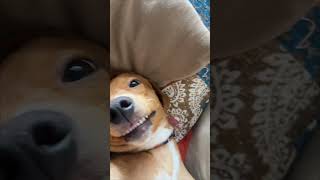 Dog Captures Self-Portrait with Wink