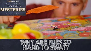 Why Are Flies So Hard To Swat??
