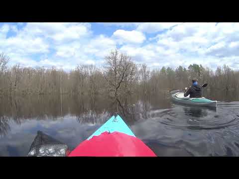 Видео: Река Рессета - разлив, плывём сквозь весенний лес!