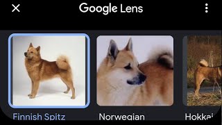 How to use Google lens to identify animals or insects