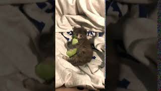 Kedilerin Oyuncak Sevgia Abone Olmayi Lütfen Unutmayin