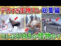 【2ch動物スレ】衝撃！過去バズった『デカすぎ生物』をまとめた総集編！UMAか実在か流行のAIか？！真実は如何に…www