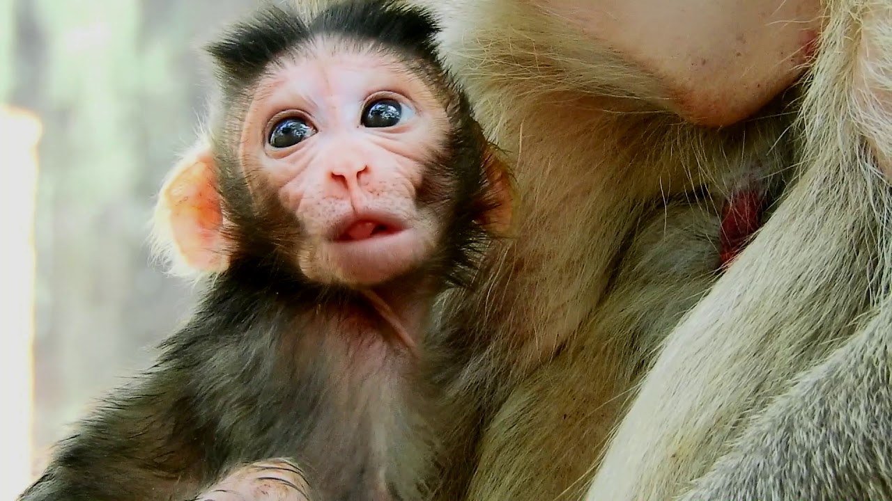 3day go Maci(Mario) born, the baby monkey so cute baby monkey,