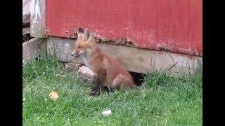 Baby Foxes Playing in Our Yard