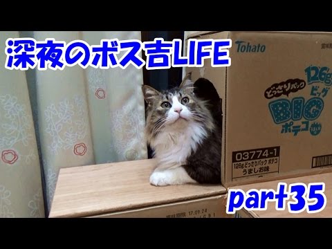 可愛い画像 Funny Cat Videos Part 35【Boss-Kichi's Cat life】