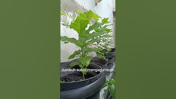 Lahanku amat kecil tapi banyak koleksi tanaman" bermanfaat herbal & tanaman langka #shorts #fruit