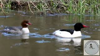 Common Merganser courtship.....