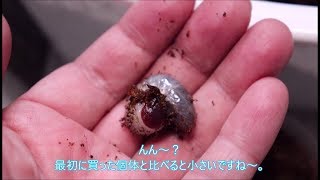 【ヘラクレスオオカブト】二匹目のヘラクレス幼虫を購入