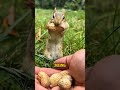 Tiny Squirrel Big Peanuts ❤️‍🩹