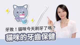 牙敗!你的貓咪今天刷牙了嗎?