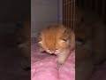 Cute kitty😺#cat
