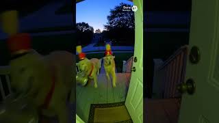 Dog marching band #dog #goldenretriever #real