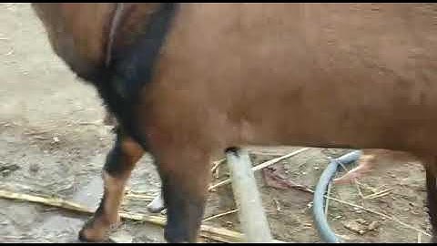 Qurbani kota Goat FOR SALE +919610742803 *PLEASE SUBSCRIBE MY CHANNEL*