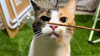 木の棒に興奮しすぎて鼻が真っ赤になってしまいました。