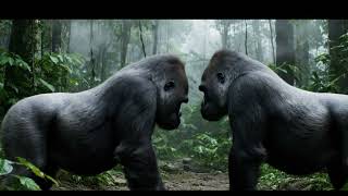 Two Gorillas Fight For Power Who Will Win?