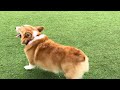 Del Monte Park Weekly Corgi Meetup November 23, 2025.