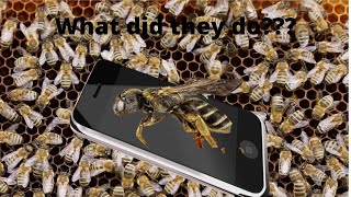 I stuck a I-Phone into a KILLER BEE nest... (Part 1). Killer bee I-Phone