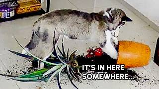 My Husky Stores His Ball in My Plants... | FUNNY CCTV Fail Compilation