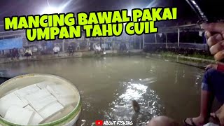 Mancing Bawal Dengan Umpan Tahu Cuilan