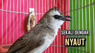 Download Lagu trucukan gacor ROPEL PANJANG buat pancingan trucukan agar bunyi JADIKAN burung trucuk gacor NYAUT MP3