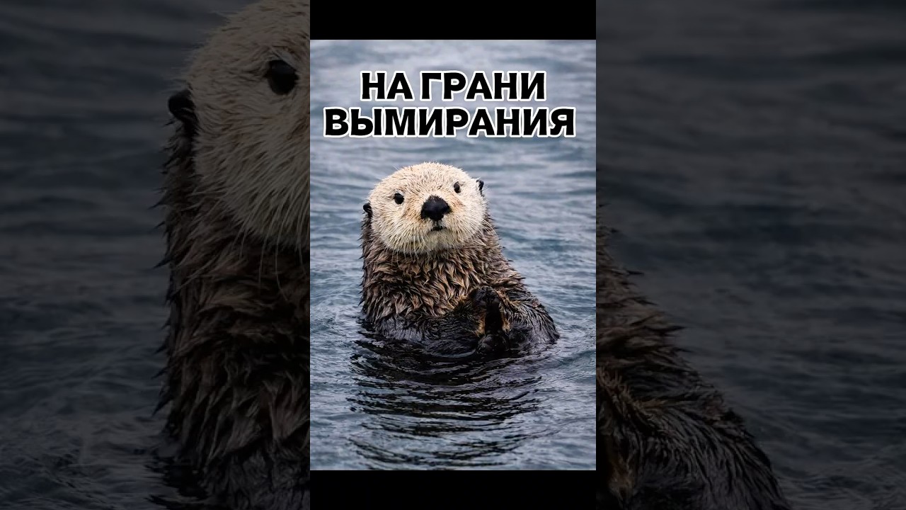 ИХ НАДО БЕРЕЧЬ 