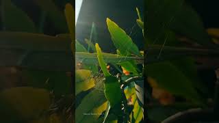 Download Lagu Fotografi with Mutiara #reels #potret #fotografia #shorts #aestheticstatus #fyp #fypage MP3