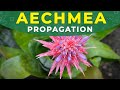 AECHMEA FASCIATA PROPAGATION | Roots formation, care conditions