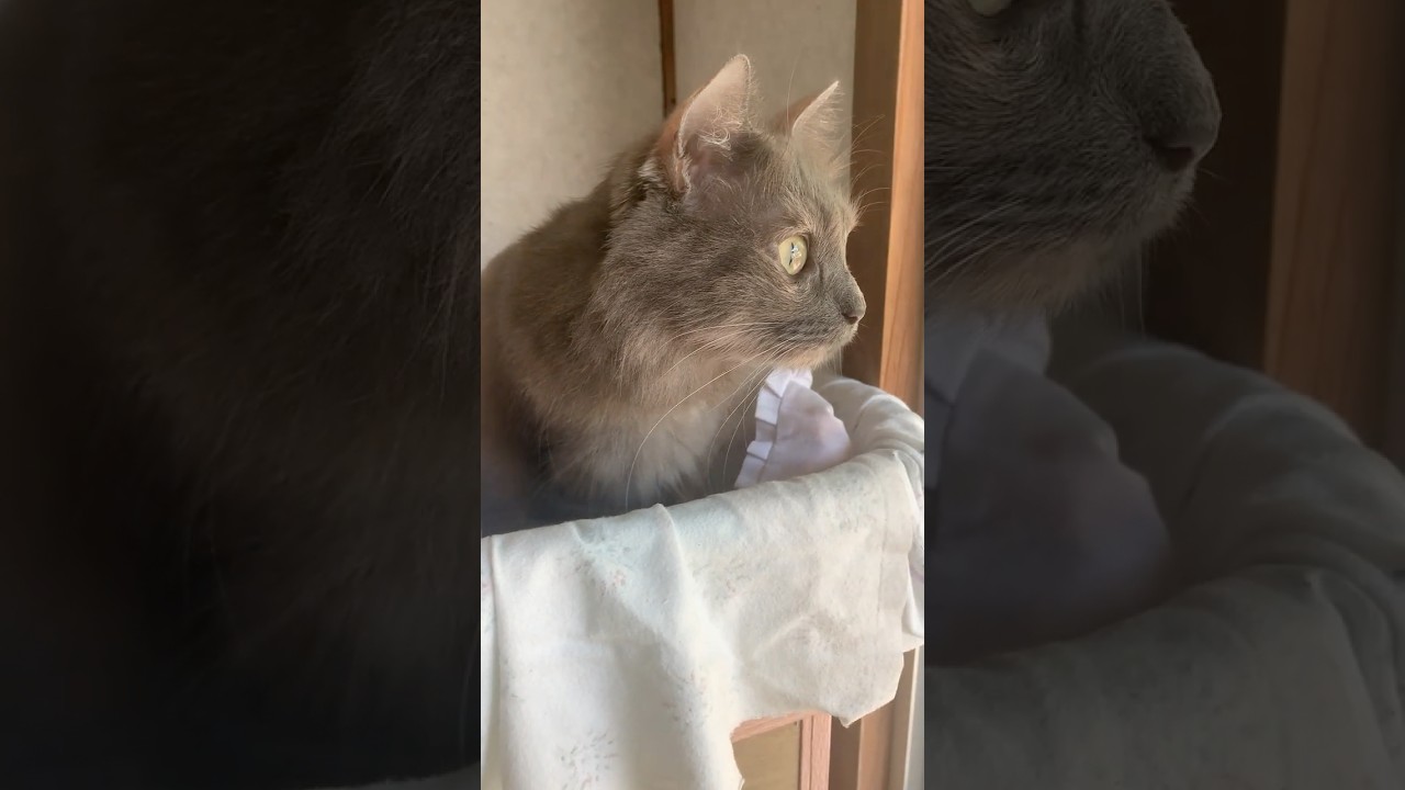 ファーフィ  #猫 #cat #ネコ