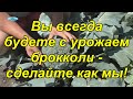 Капуста брокколи. Хитрость, которая поможет быть с урожаем всё лето!