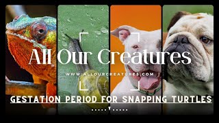 Gestation Period For Snapping Turtles, Dealing With Eggs & More