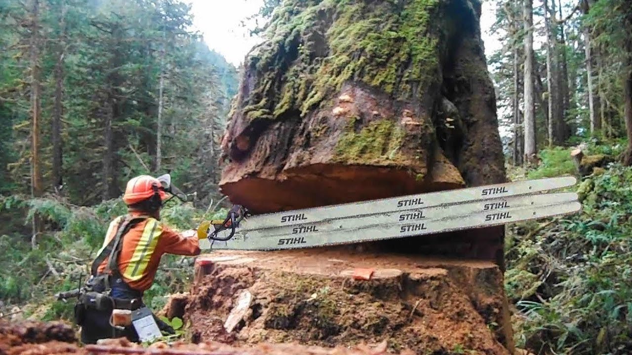Amazing Fastest Skill Huge Tree Felling With Chainsaw, Dangerous Stihl ...