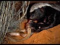 Life of one honey badger natgeo wild best