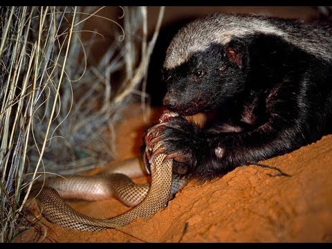 Life of one Honey Badger. Natgeo Wild. Best video