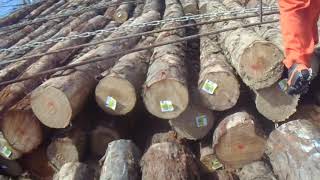 LOG BULK CARRIER