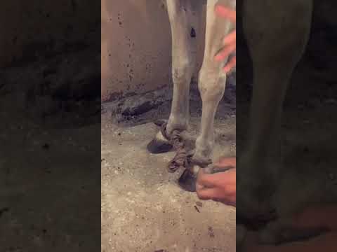 طريقة القيد للخيل وفوائدها 