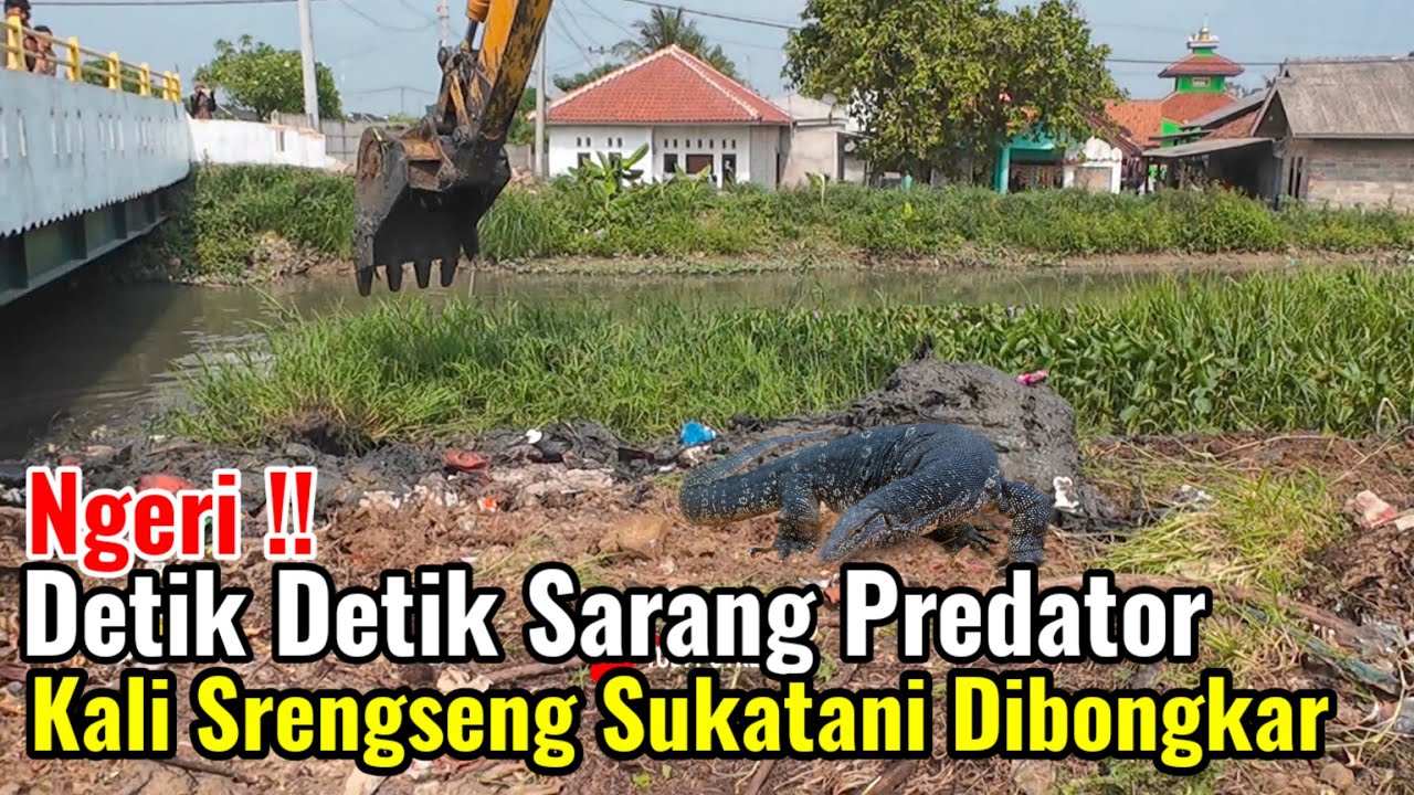 Ngeri‼️Detik Detik Sarang Predator Kali Srengseng Sukatani Di Bongkar