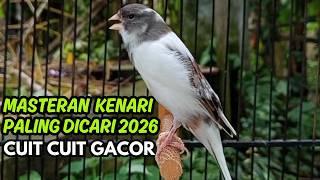 MASTERAN KENARI GACOR NGEROL PANJANG COCOK UNTUK PANCINGAN Kenari Paud AGAR cepat GACOR!