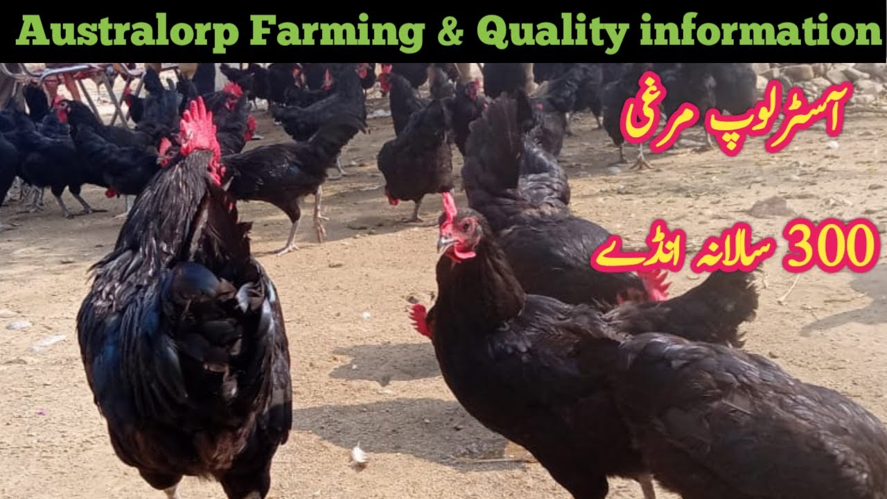 Black Australorp Farming - Australorp Quality Complete Information