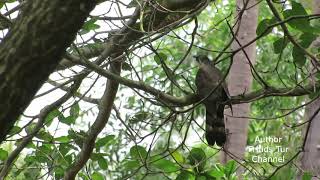 Large hawk-cuckoo sounds.Forest birds of Vietnam. by Fritids Tur 1,673 views 4 years ago 1 minute, 20 seconds