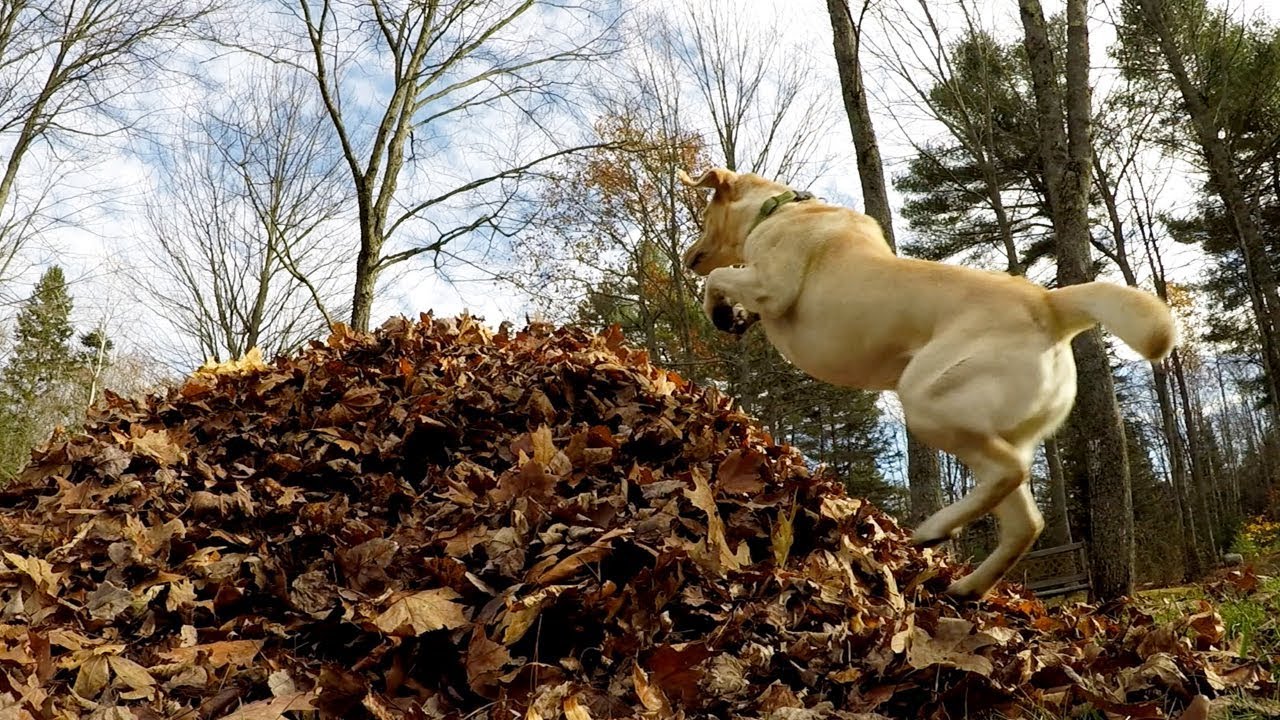 Stella's Best Leaf Jumps of 2017 (in 60 seconds) video phone beyonce mp3