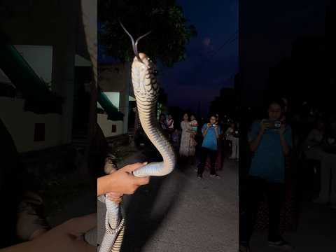 King cobra  का पेट भर जाये विशालकाय साँप लड़की से भी बड़ा देखके होश उड़ जाएगा #shorts