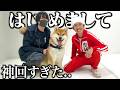 【おい…すごいぞ？】初対面のカジサックさんに大興奮する柴犬こまちゃんが可愛すぎました…※永野芽郁、エガちゃんの炎上について本音トークがヤバすぎた。